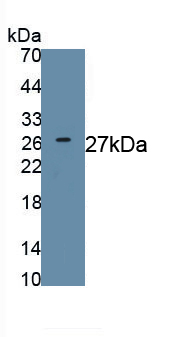 Sex Determining Region Y Box Protein 2 (SOX2) Bovine (Cattle) Polyclonal Antibody