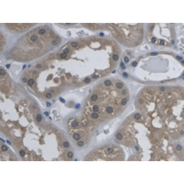 Kallikrein 9 (KLK9) Human Polyclonal Antibody