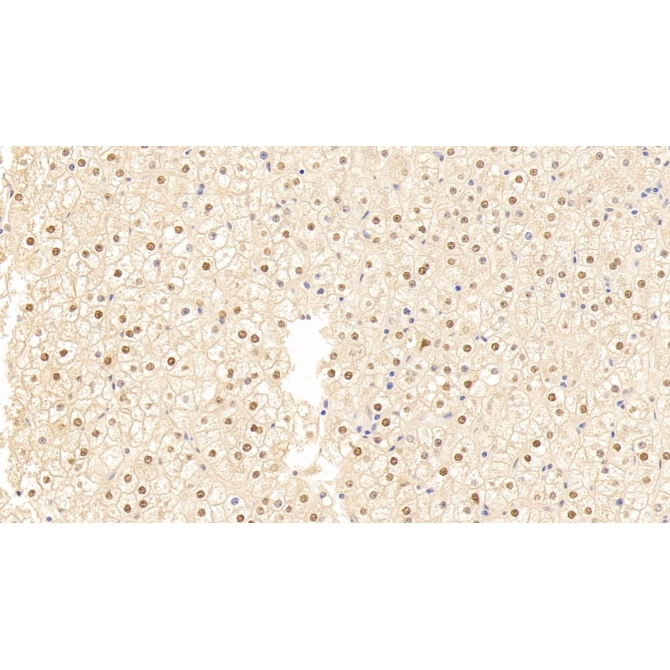 GATA Binding Protein 3 (GATA3) Human Polyclonal Antibody