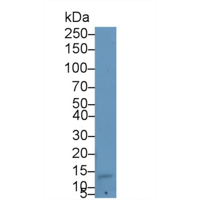 Alpha-Hemoglobin Stabilizing Protein (aHSP) Mouse Polyclonal Antibody