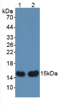 Alpha-Hemoglobin Stabilizing Protein (aHSP) Rat Polyclonal Antibody