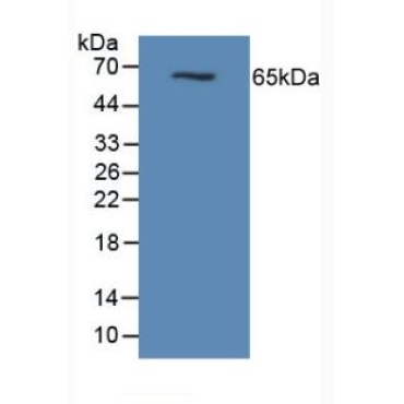 Mucin 1 (MUC1) Mouse Polyclonal Antibody