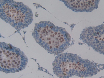 Mucin 1 (MUC1) Rat Polyclonal Antibody
