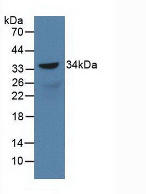 Sex Determining Region Y Box Protein 18 (SOX18) Rat Polyclonal Antibody