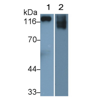 Elastin Microfibril Interface Located Protein 1 (EMILIN1) Human Polyclonal Antibody