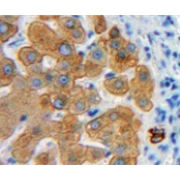 Elastin Microfibril Interface Located Protein 1 (EMILIN1) Mouse Polyclonal Antibody