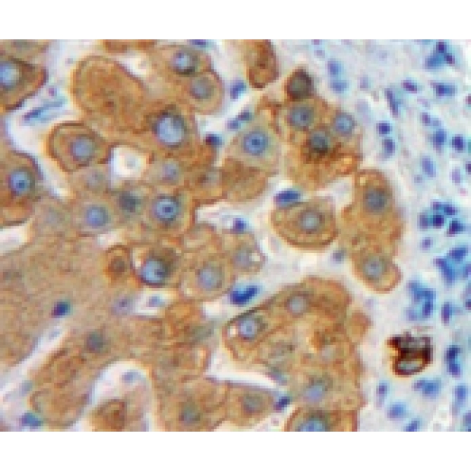 Elastin Microfibril Interface Located Protein 1 (EMILIN1) Mouse Polyclonal Antibody