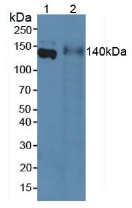 Elastin Microfibril Interface Located Protein 1 (EMILIN1) Rat Polyclonal Antibody