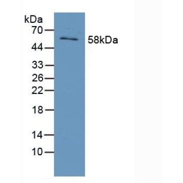 Early Growth Response Protein 1 (EGR1) Human Polyclonal Antibody