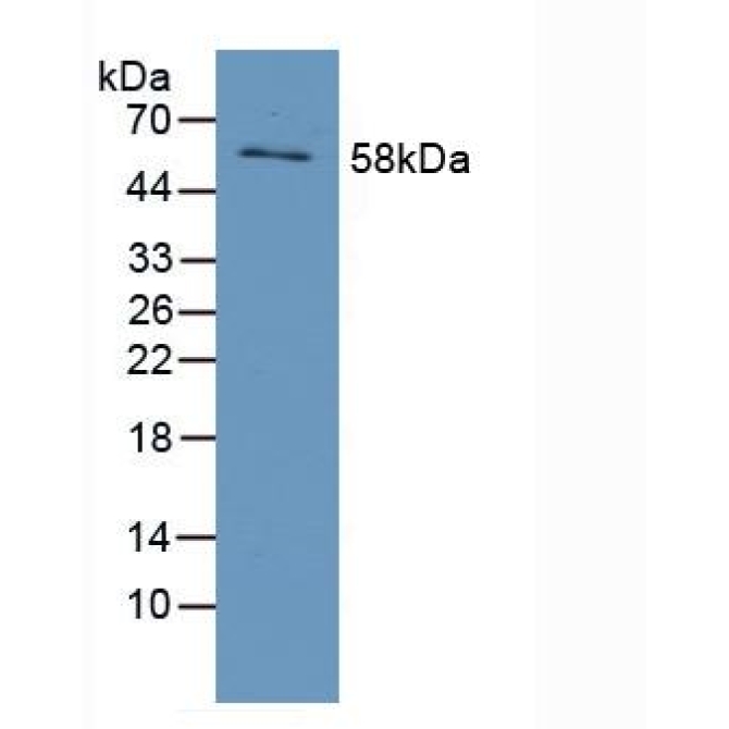 Early Growth Response Protein 1 (EGR1) Human Polyclonal Antibody