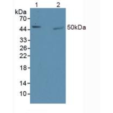 Early Growth Response Protein 1 (EGR1) Mouse Polyclonal Antibody