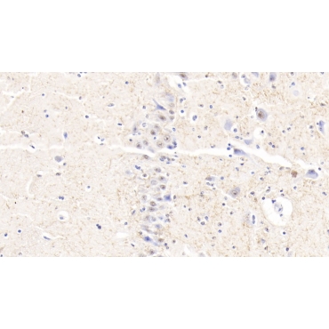 Myelin Oligodendrocyte Glycoprotein (MOG) Bovine (Cattle) Polyclonal Antibody