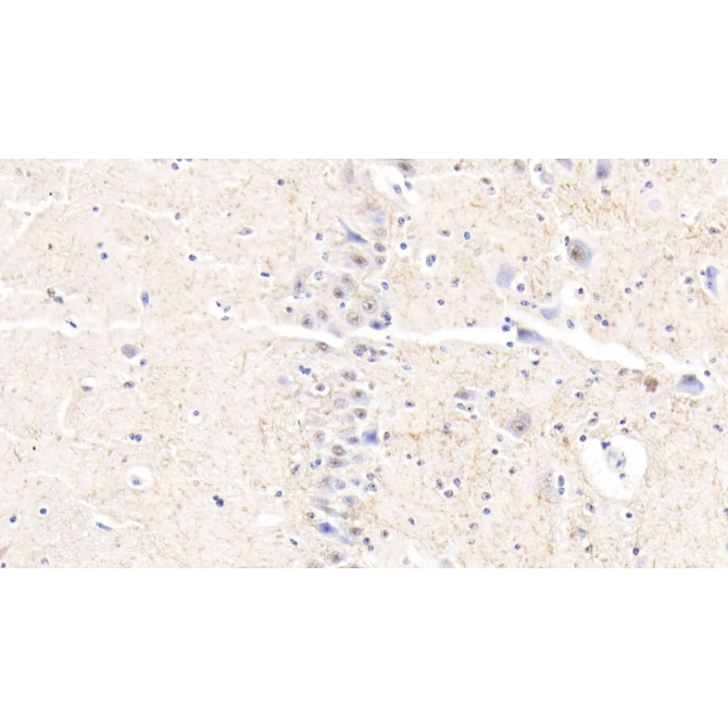 Myelin Oligodendrocyte Glycoprotein (MOG) Bovine (Cattle) Polyclonal Antibody