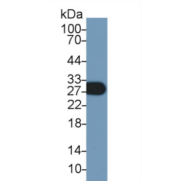 Myelin Oligodendrocyte Glycoprotein (MOG) Mouse Polyclonal Antibody