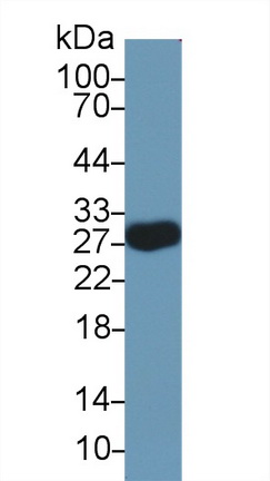 Myelin Oligodendrocyte Glycoprotein (MOG) Rat Polyclonal Antibody
