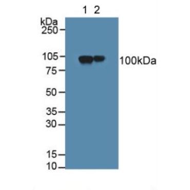 Myelin Associated Glycoprotein (MAG) Human Polyclonal Antibody