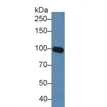 Myelin Associated Glycoprotein (MAG) Human Polyclonal Antibody