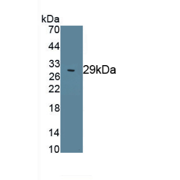 Octamer Binding Transcription Factor 4 (OCT4) Bovine (Cattle) Polyclonal Antibody