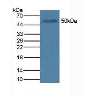 Octamer Binding Transcription Factor 4 (OCT4) Human Polyclonal Antibody