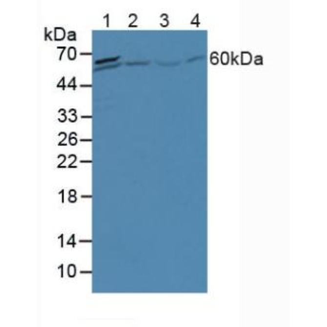 Apobec 1 Complementation Factor (ACF) Human Polyclonal Antibody