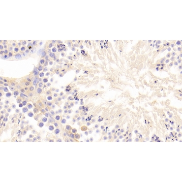 Growth Differentiation Factor 9 (GDF9) Mouse Polyclonal Antibody