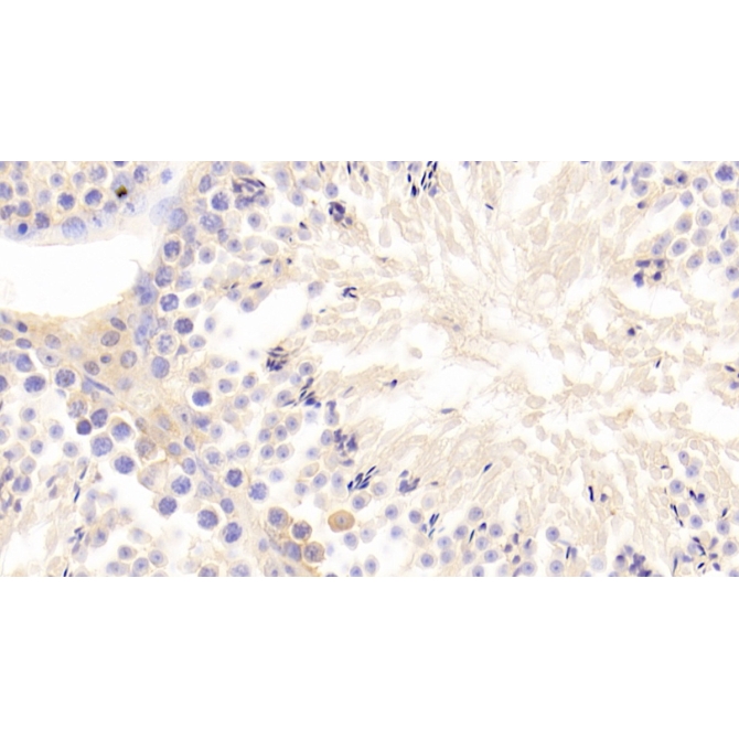 Growth Differentiation Factor 9 (GDF9) Mouse Polyclonal Antibody