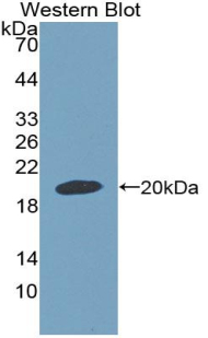 Growth Differentiation Factor 9 (GDF9) Rat Polyclonal Antibody