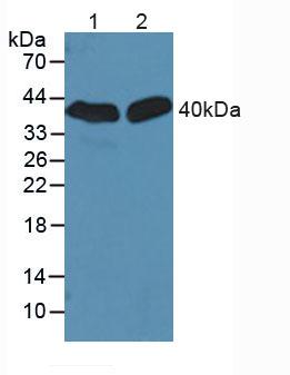 Sirtuin 2 (SIRT2) Rat Polyclonal Antibody
