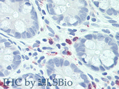 Granzyme M (GZMM) Rat Polyclonal Antibody