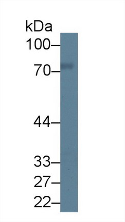 Protein Kinase C Delta (PKCd) Rat Polyclonal Antibody