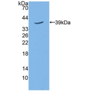 5T4 Mouse Polyclonal Antibody