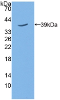 5T4 Mouse Polyclonal Antibody