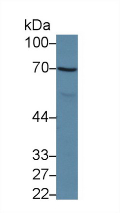 Apoptosis Antagonizing Transcription Factor (AATF) Rat Polyclonal Antibody