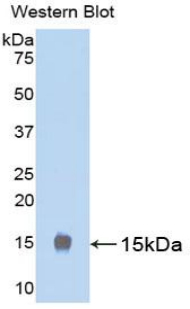Luteinizing Hormone (LH) Rat Polyclonal Antibody