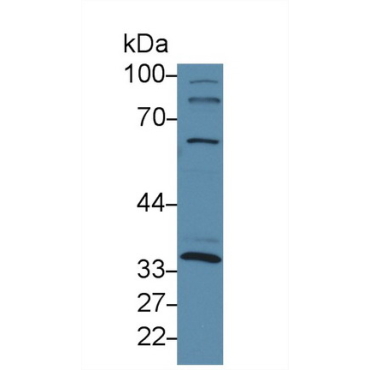 Inhibin Beta C (INHbC) Mouse Polyclonal Antibody