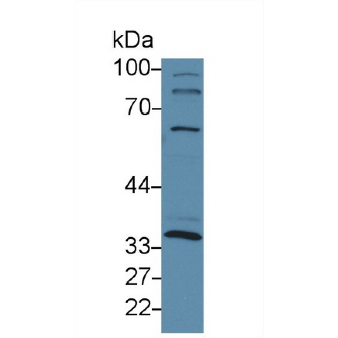 Inhibin Beta C (INHbC) Mouse Polyclonal Antibody