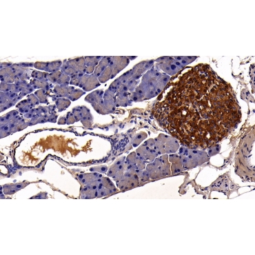 C-Peptide (CP) Mouse Polyclonal Antibody