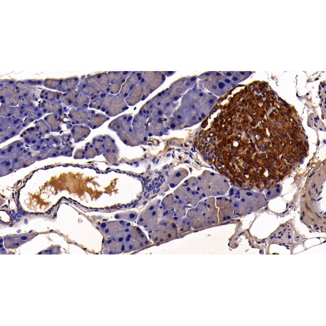C-Peptide (CP) Mouse Polyclonal Antibody