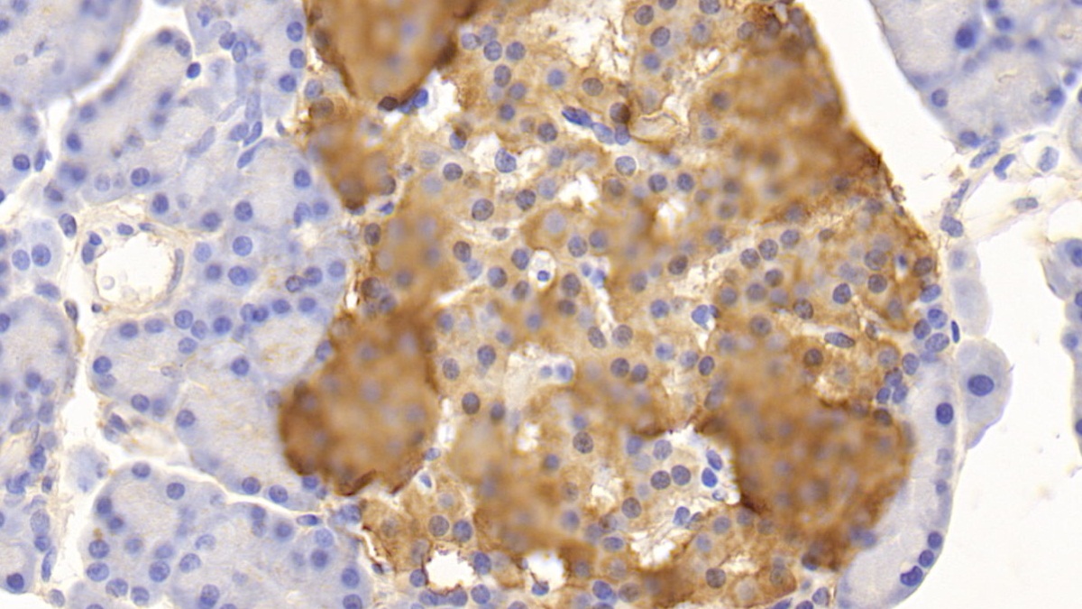 C-Peptide (CP) Rat Polyclonal Antibody