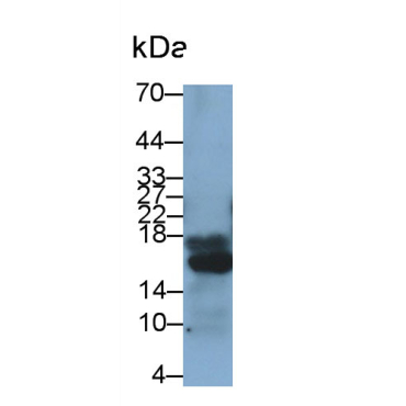 Insulin (INS) Human Polyclonal Antibody