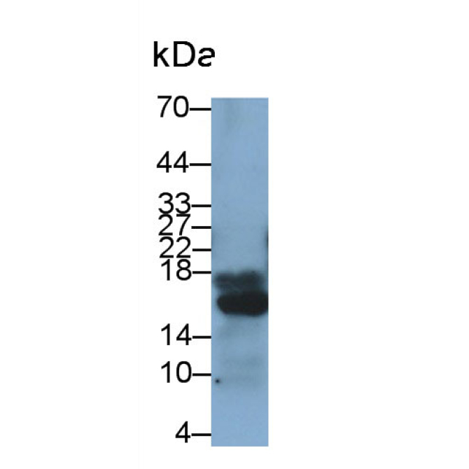 Insulin (INS) Human Polyclonal Antibody
