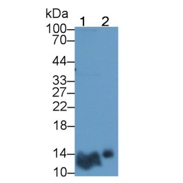 Insulin (INS) Human Polyclonal Antibody