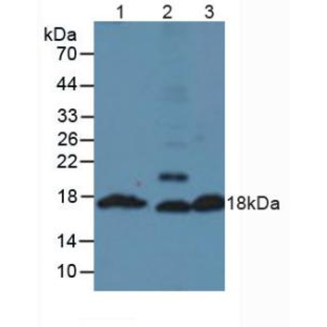 Insulin (INS) Mouse Polyclonal Antibody
