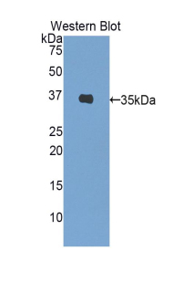 Insulin (INS) Pig Polyclonal Antibody