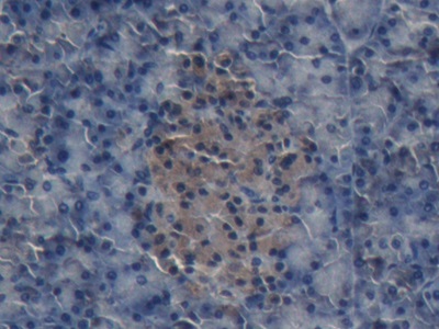 Insulin (INS) Pig Polyclonal Antibody