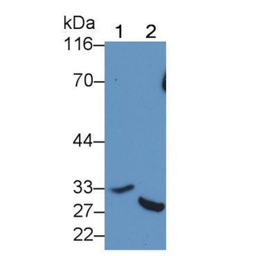 Caspase 7 (CASP7) Human Polyclonal Antibody