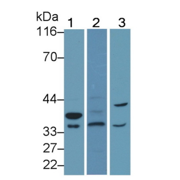 Caspase 7 (CASP7) Mouse Polyclonal Antibody