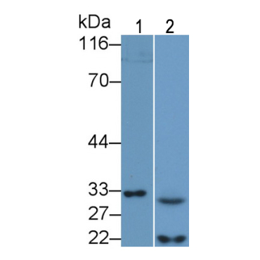 Caspase 7 (CASP7) Mouse Polyclonal Antibody