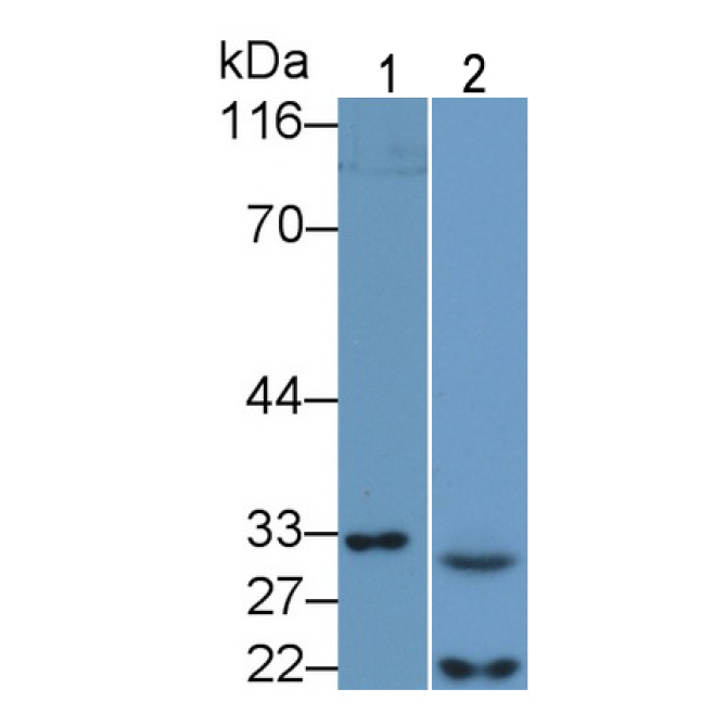 Caspase 7 (CASP7) Mouse Polyclonal Antibody