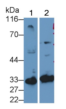 Caspase 7 (CASP7) Rat Polyclonal Antibody